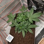 З∆будк∆-Quееn