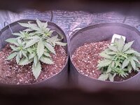 Первый гров