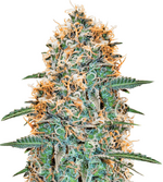 1765108338990.png 1765108338990.png