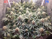 Rainbow Sherbet #11 в кокосовом субстрате на Буйских удобрениях