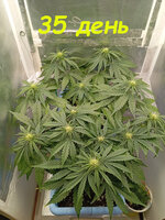 Дневник наблюдений над обезьянкой по имени Конфилла!