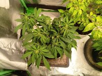 Totally Alpha OG Auto fem