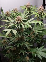 Ращу как могу