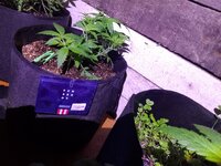 Сногшибательно!