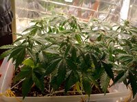 (Special Tangie Auto) Первый Гров - Надежда на лучшее