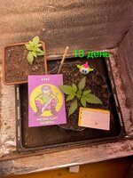 Ну что? Дос-ви-дос трезвая жизнь! 4.0