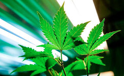 california.jpg california.jpg