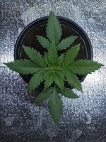 Sugar Black Rose Early Version