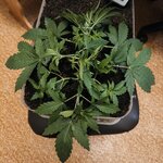 З∆будк∆-Quееn