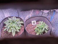 Первый гров