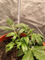 Очень бюджетный гров от инвалида