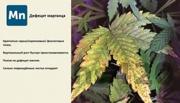 деф марганца.jpeg