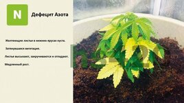 деф азота.jpeg