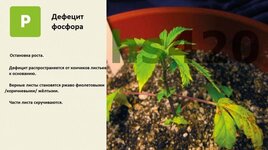 деф фосфора.jpeg