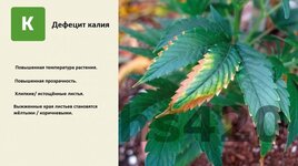 деф калия.jpeg