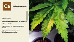 деф кальция.jpeg