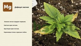 деф магния.jpeg