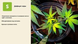 деф серы.jpeg