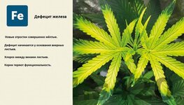 деф железа.jpeg