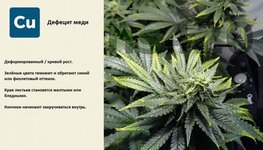 деф меди.jpeg