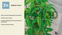 деф цинка.jpeg