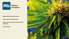 деф молибден.jpeg