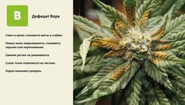 деф бора.jpeg