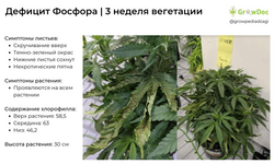 деф фосфора 3 нед веги.png