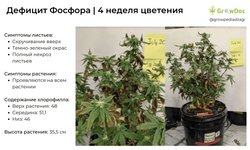 деф фосфора 4 нед цвет.png