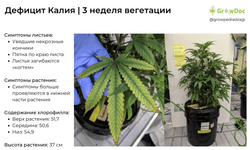 деф калия 3 неделя веги.png