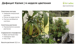 деф калий 4 нед цвет.png