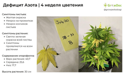 деф азота 4 нед цвет.png