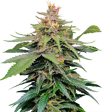 1765349169829.png 1765349169829.png