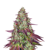 1765349174200.png 1765349174200.png