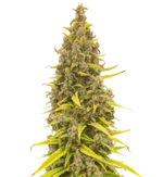 1765349179846.png 1765349179846.png