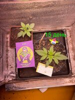 Ну что? Дос-ви-дос трезвая жизнь! 4.0