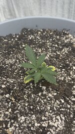 Первый опыт подъема растишки