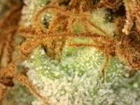 Photo_2025-08-29 08_47_48_975.png