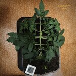 З∆будк∆-Quееn