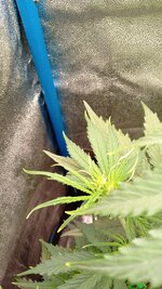 IMG_20251211_212928_342.jpg IMG_20251211_212928_342.jpg