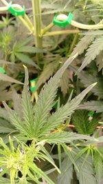 IMG_20251211_212935_603.jpg IMG_20251211_212935_603.jpg