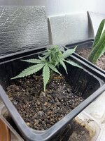 IMG_1925.jpeg IMG_1925.jpeg