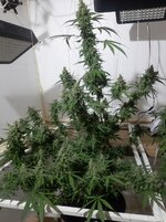 20251215_153356.jpg 20251215_153356.jpg