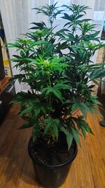 1000044464.jpg 1000044464.jpg