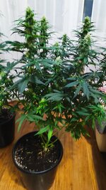 1000044694.jpg 1000044694.jpg