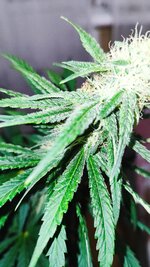 1000044697.jpg 1000044697.jpg