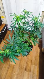 1000044700.jpg 1000044700.jpg