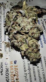 1000043908.jpg 1000043908.jpg