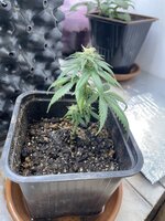 IMG_2008.jpeg IMG_2008.jpeg