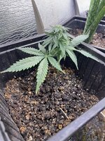 IMG_2009.jpeg IMG_2009.jpeg